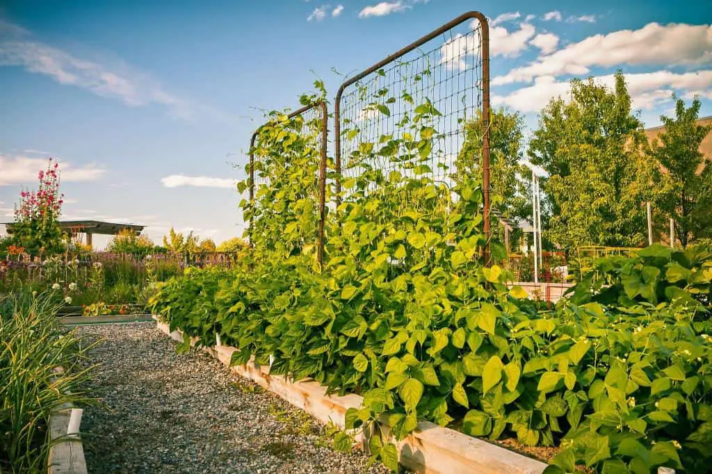 green beans plants growing