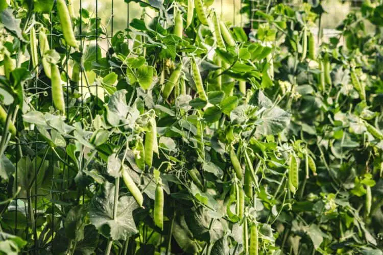 Do Green Beans Grow on Trees & Vines? Explained For Beginners