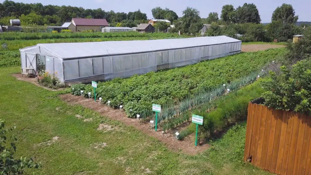 greenhouse growing plants