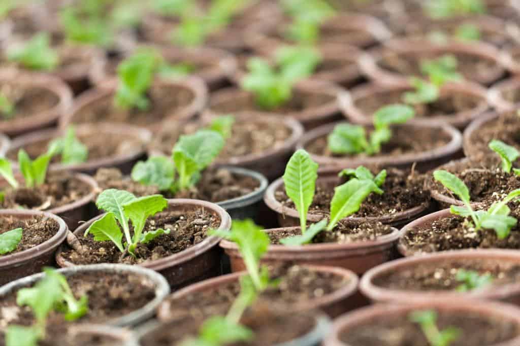 growing plants in pots