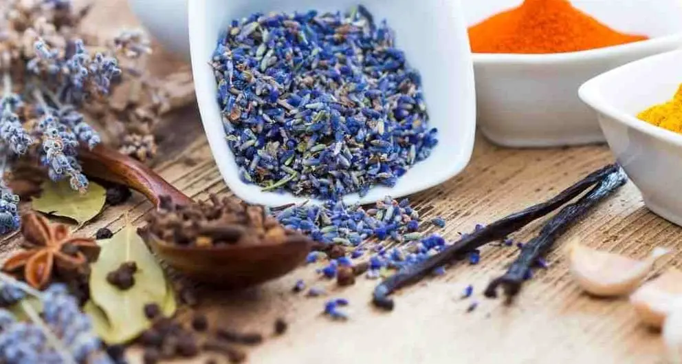 lavender herb