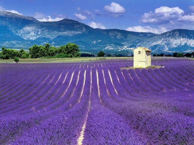 Where Does Lavender Grow Naturally? (Countries and States Grow Lavender)