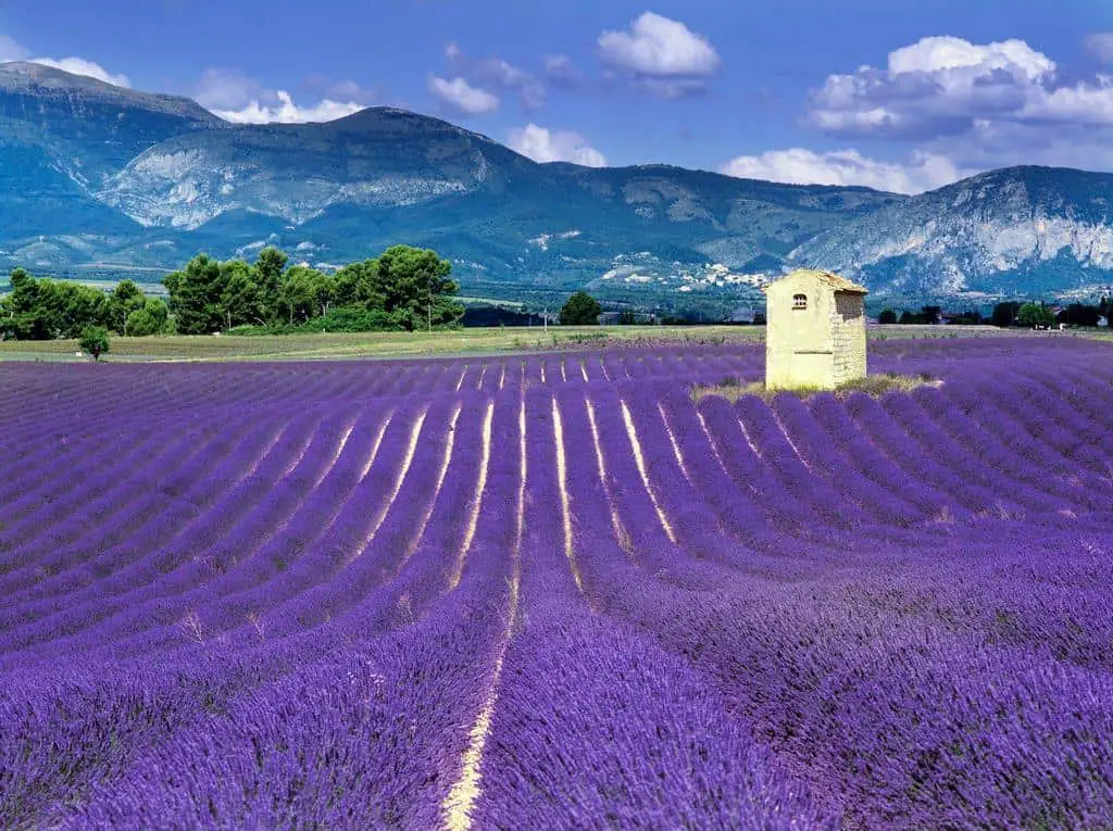 lavender plant france