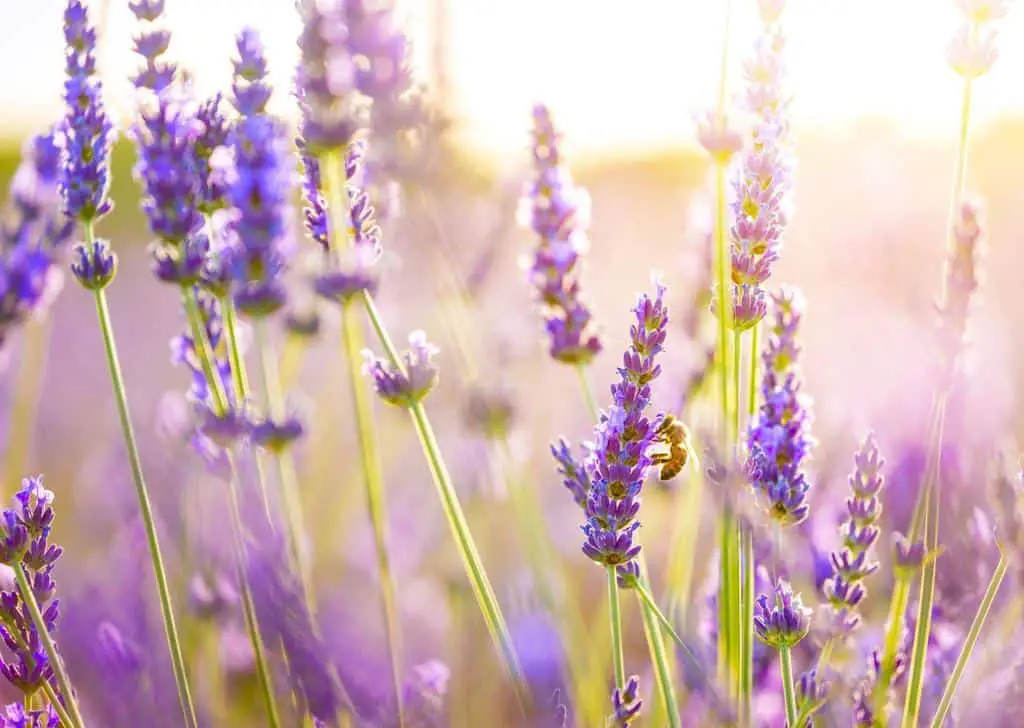 lavender plant grow
