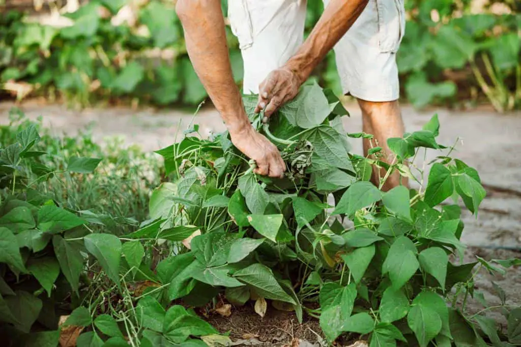 pick bush beans harvest time