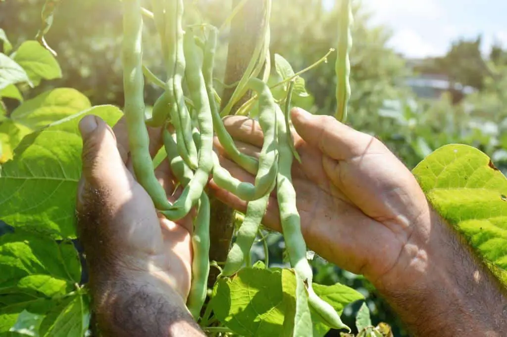 picking green beans time