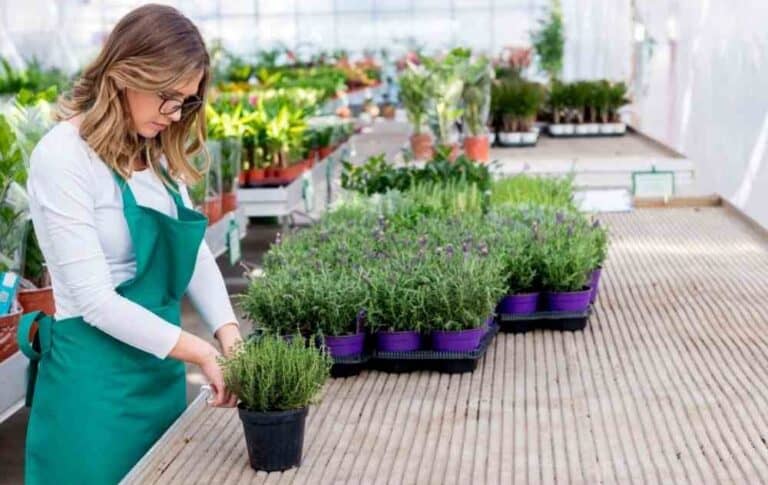 plant lavender outside