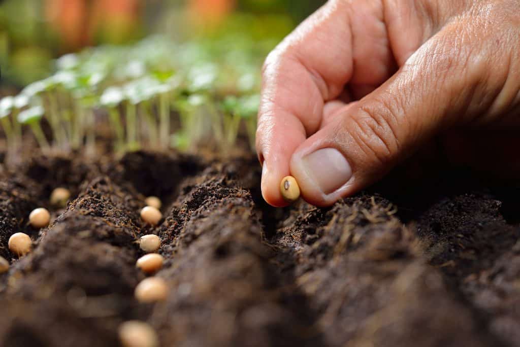 planting from seeds