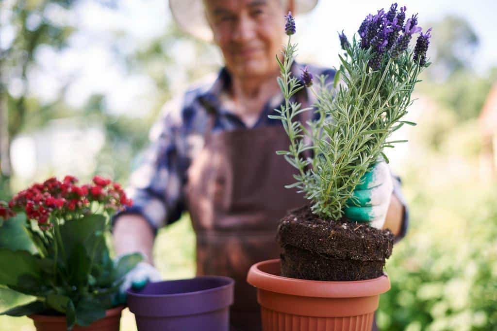 planting lavender outside pot