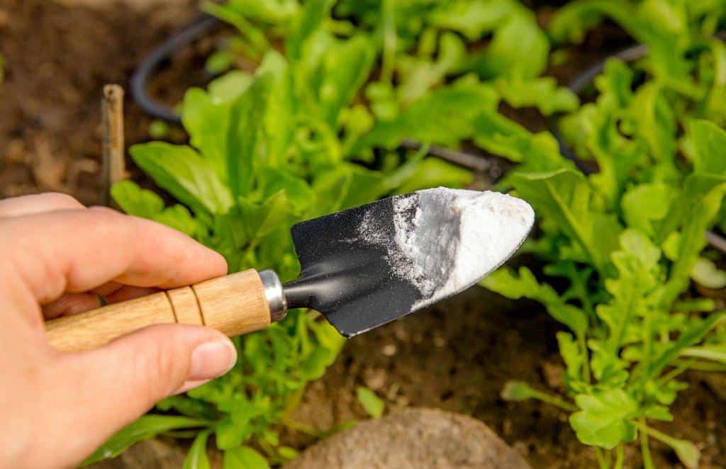 Will Baking Soda Kill Fungus in Soil? Reviving Your Garden ...