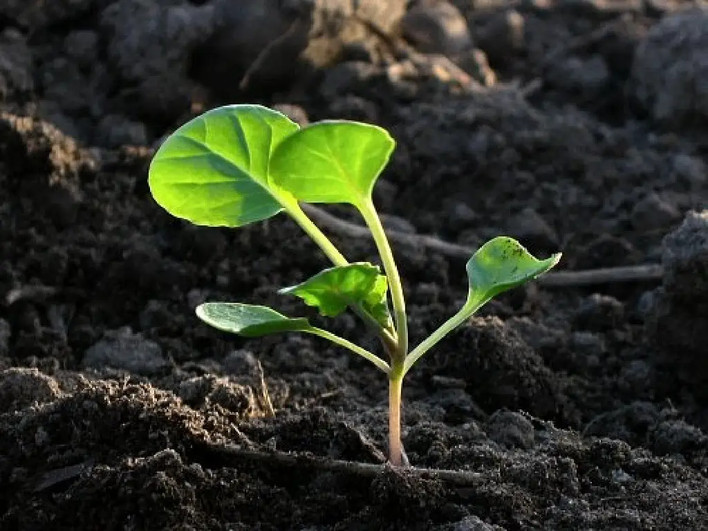 brussel sprouts germination seedlings