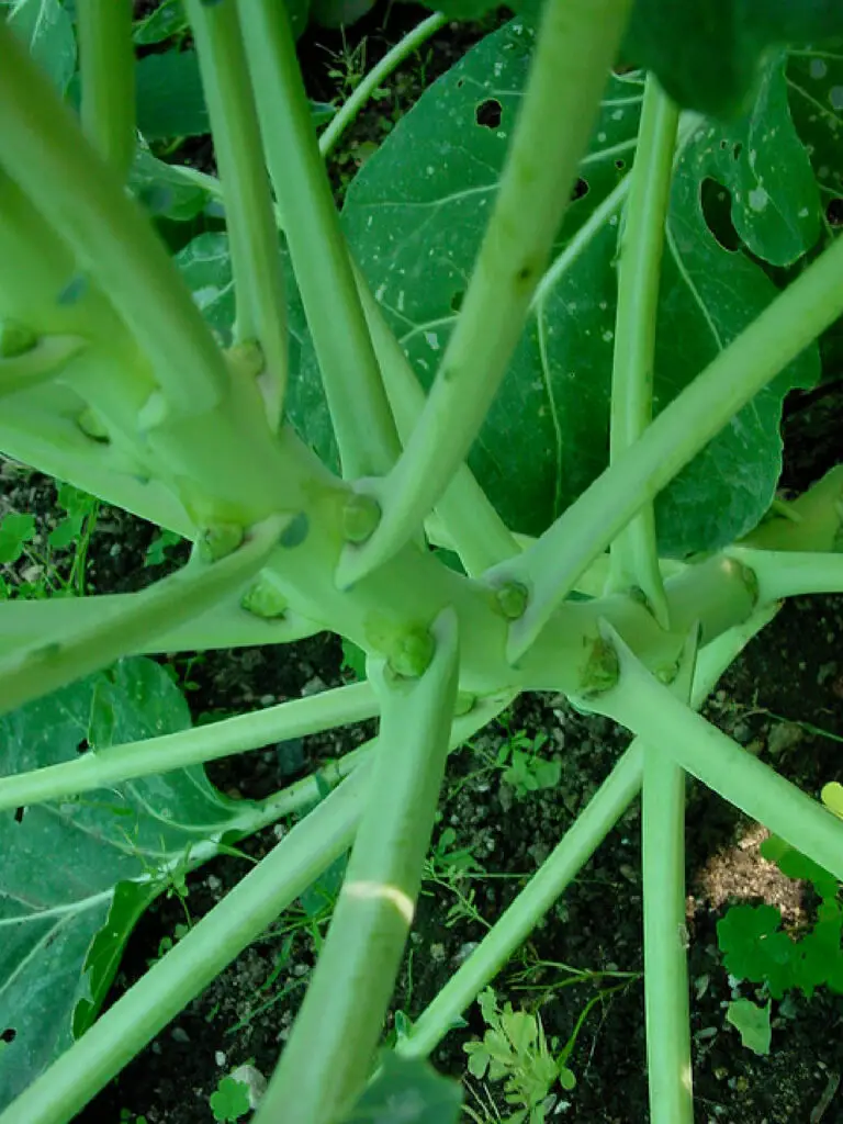 brussels sprout vegetative