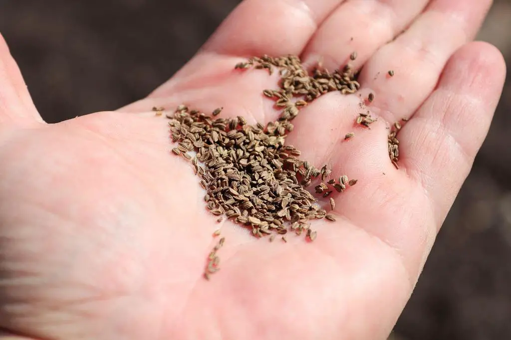 carrot seeds