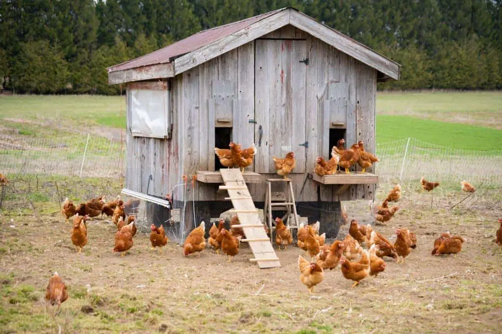 chicken coop