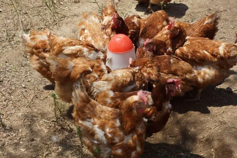 Do Free Range Chickens Need Feed? What They Eat & How Much