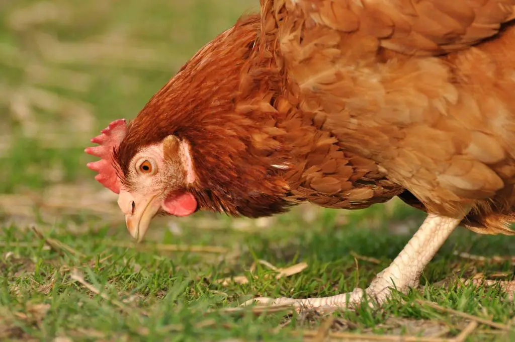 chicken eat grass seed