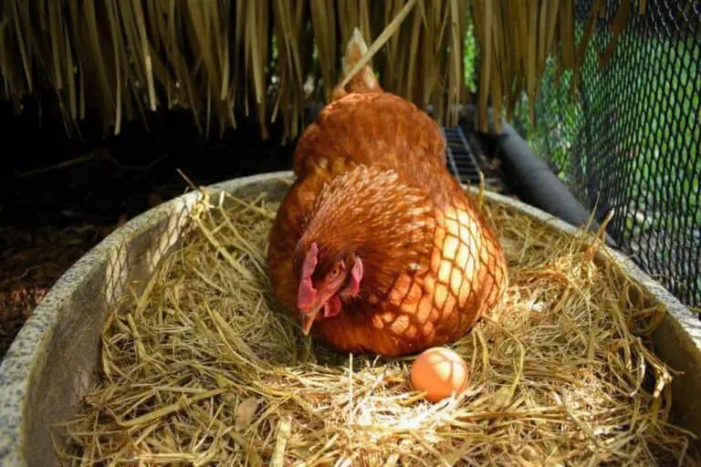 Will Free Range Chickens Lay Eggs in the Coop? Do They Lay More Outside?