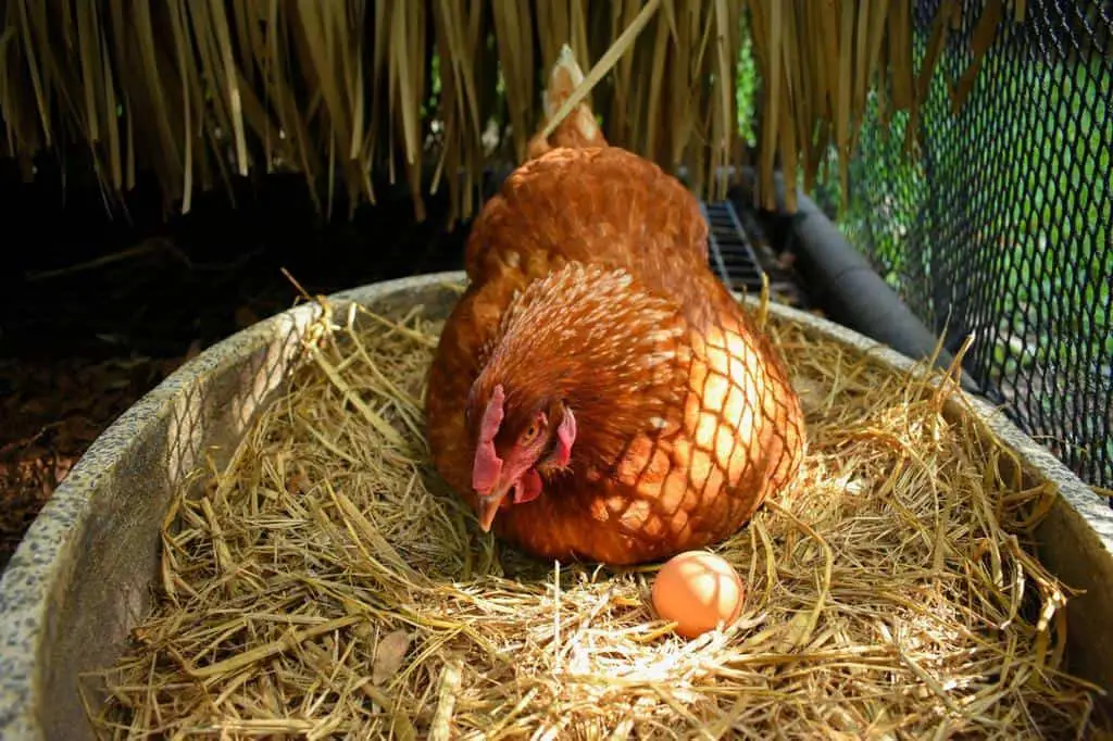 chicken laying egg