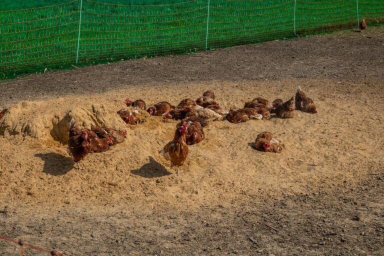 Do Free Range Chickens Need Grit if They Have Sand? (Chicken Diet & Digestion)