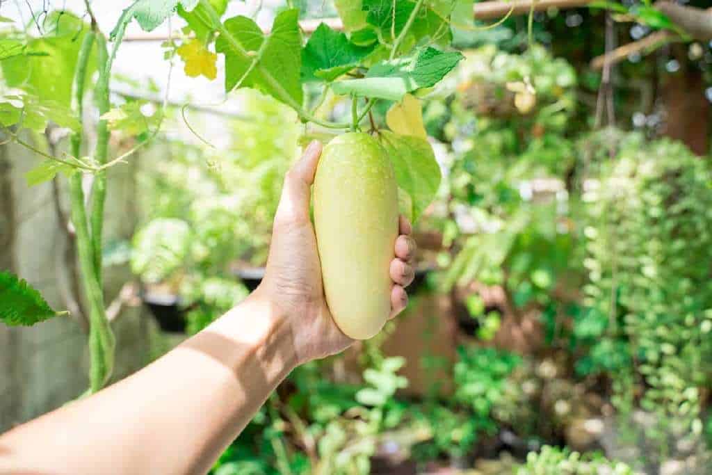 cucumbers turning white