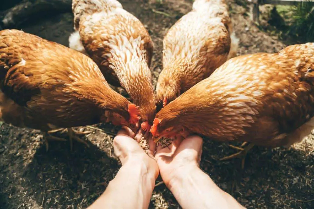 feeding free range chickens