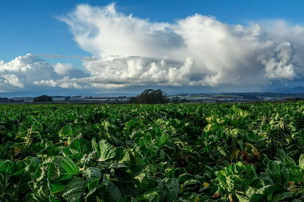 fields brussel sprouts plants