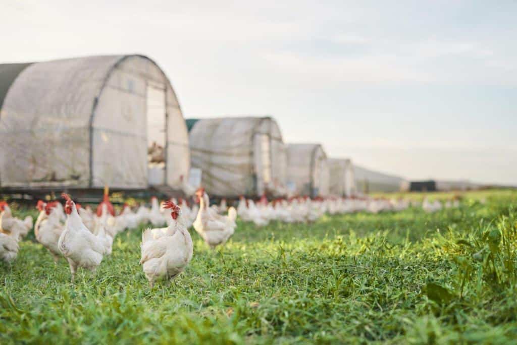 free raised chickens broiler chicken