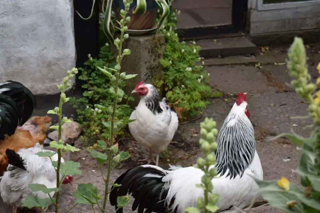 free raised chickens