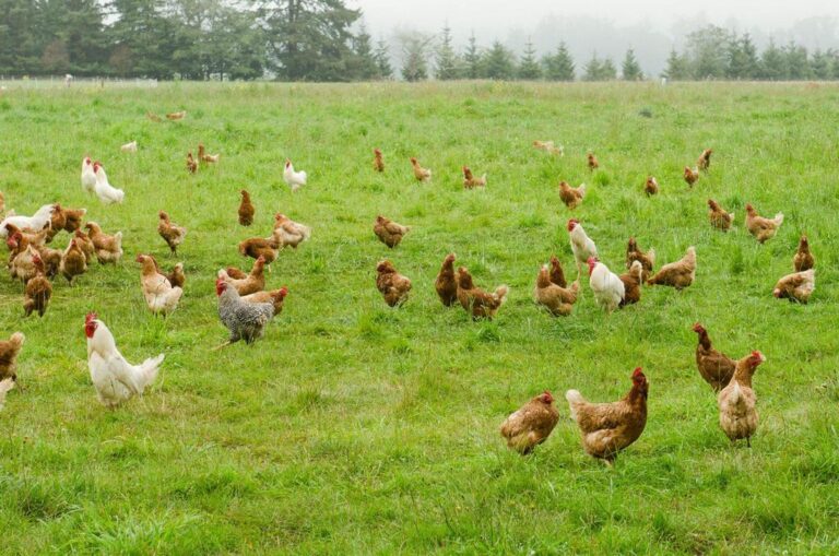 How Many Free Range Chickens Per Acre? (Ideal Economic Space Requirement)