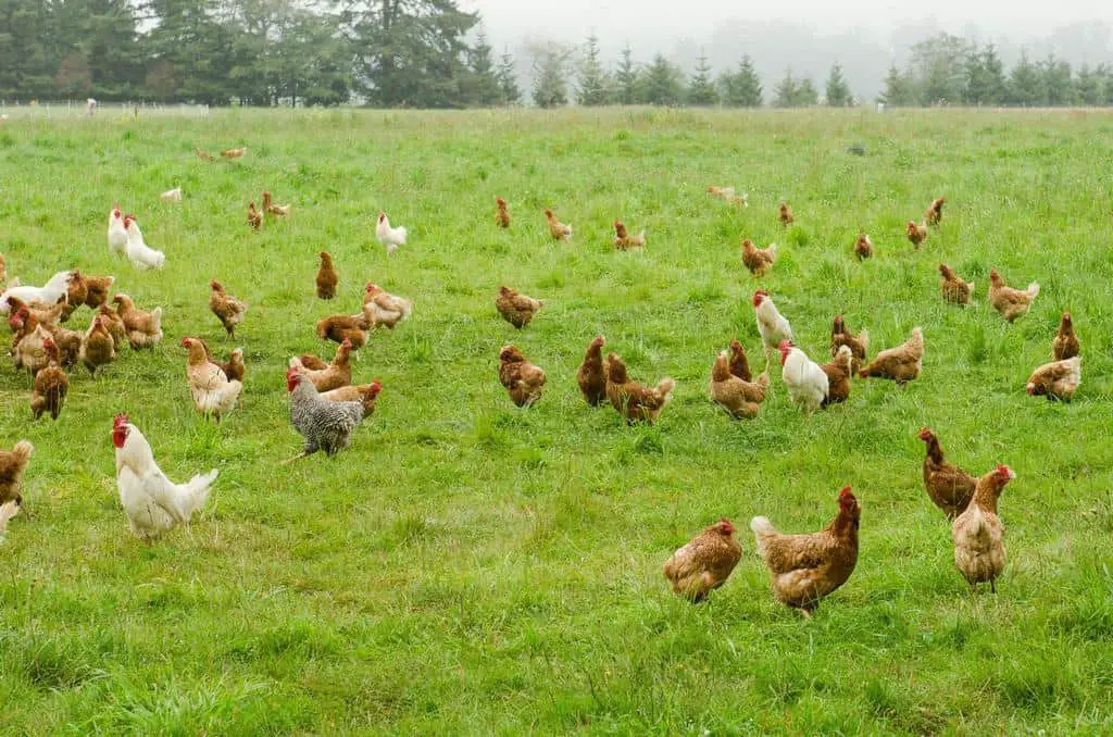 How Many Free Range Chickens Per Acre Ideal Economic Space 