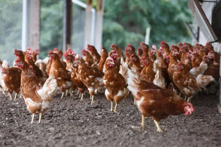 The Reality of Free Range Chicken: Identifying Condition of Truly Free Range Chicken