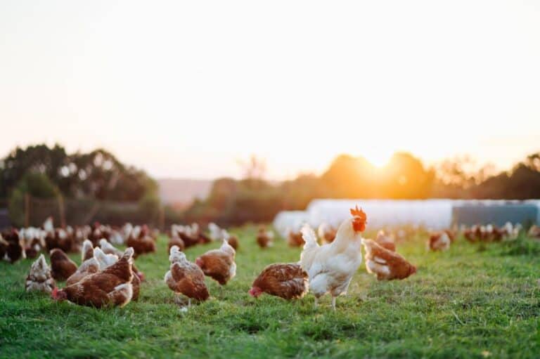 Is Free Range Chicken Better and Healthier Than Organic Chicken?