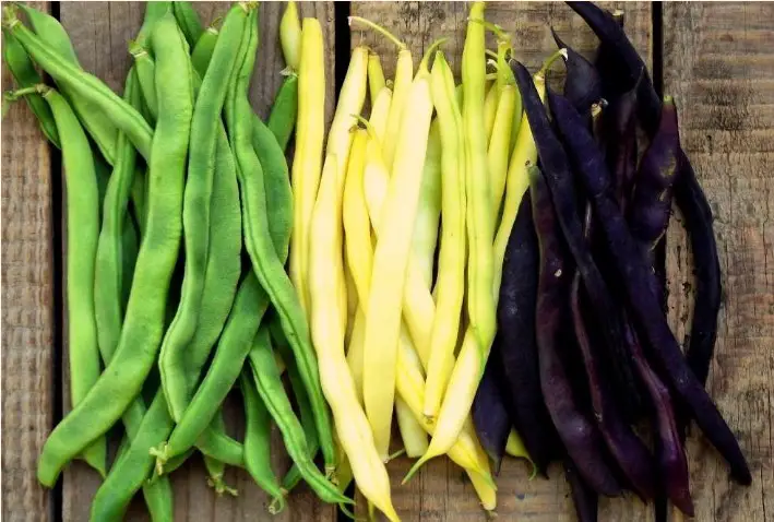 green beans varieties colors
