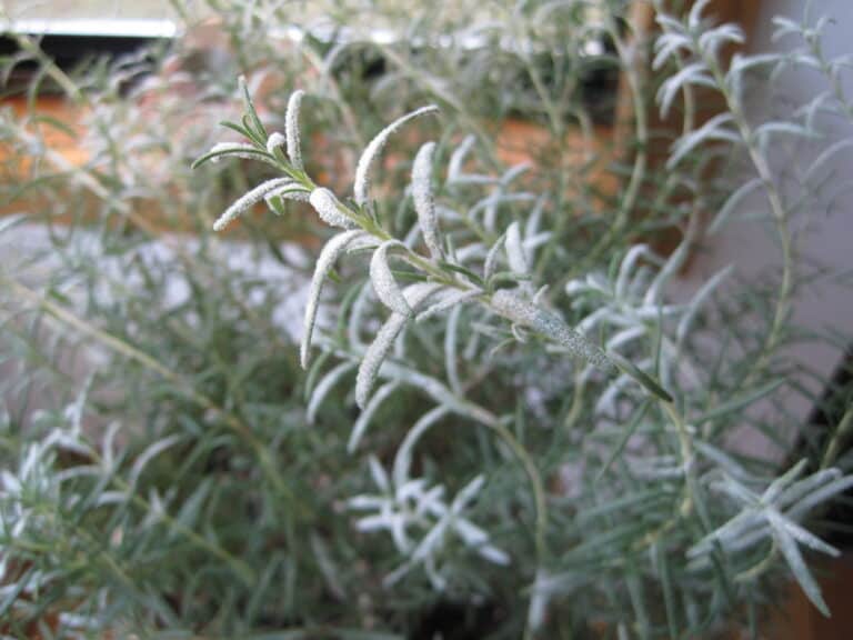 How to Treat and Prevent Powdery Mildew on Rosemary Plant