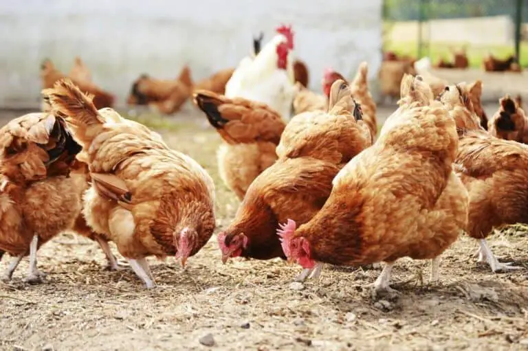 How to Tell If a Chicken Has Internal Bleeding: Key Symptoms to Watch For