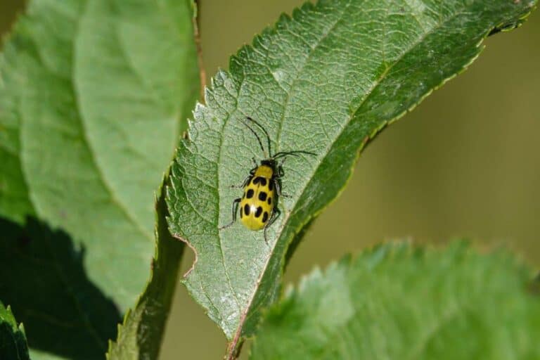 Spotted Cucumber Beetle: 8 Proven Tips for Controlling and Prevention