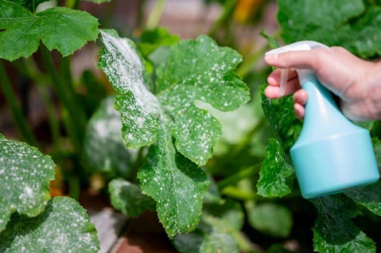 Does Baking Soda Kill Powdery Mildew? Spray Treatment for Mildew