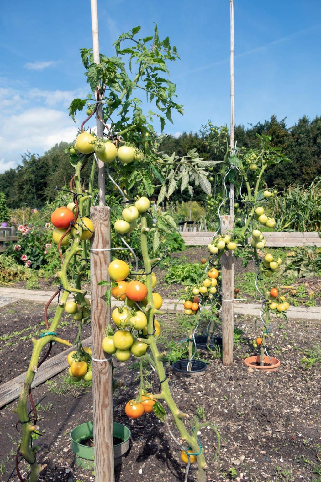 tomatoes climbing stake