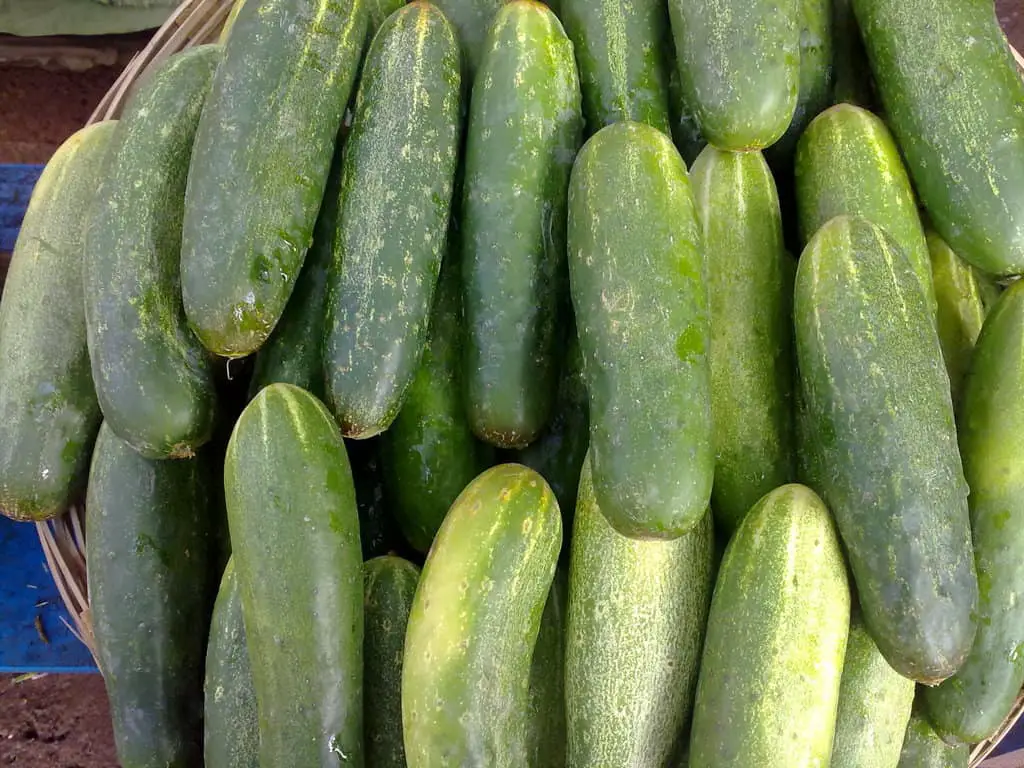 white spots cucumber skin