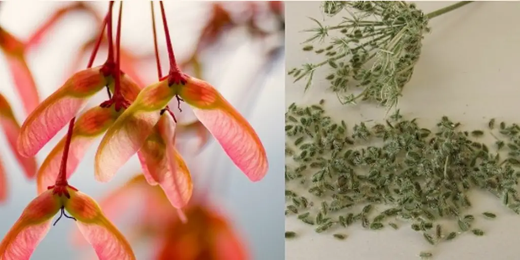 winged maple seeds carrot seeds