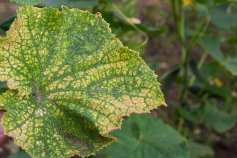 Yellowing Cucumber Leaves: Treatment and Prevention for a Healthy Plant