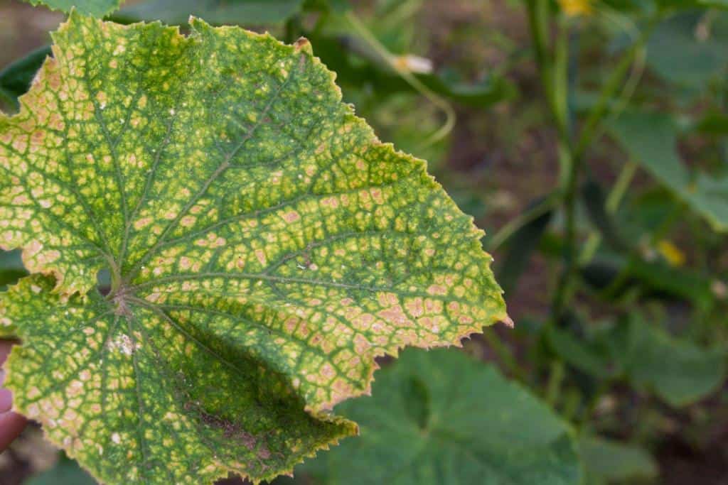 yellowing cucumber leaves