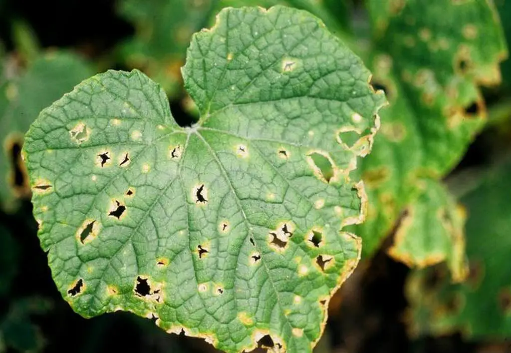 anthracnose colletotrichum obriculare