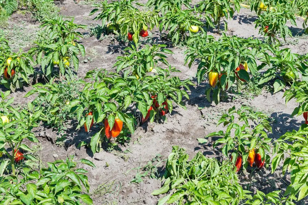 bell peppers planting spacing