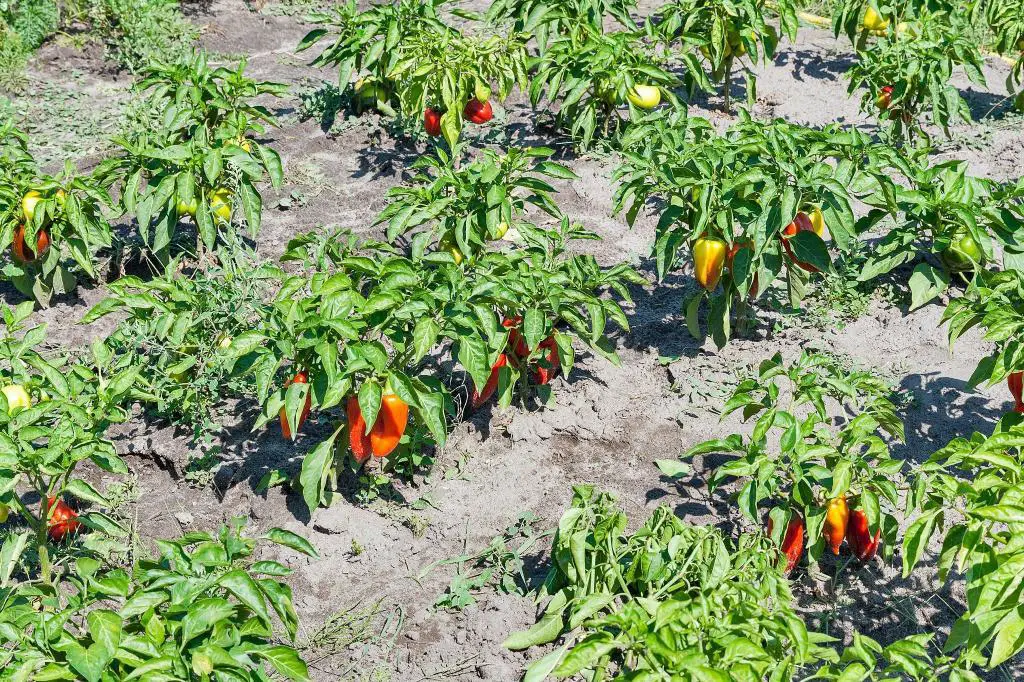 16 Pepper Plant Spacing HeebaHaylaie   Bell Peppers Planting Spacing 