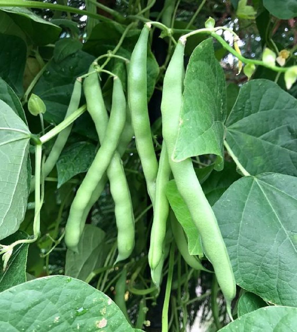 Different Types & Varieties of Green Beans (With Names and Pictures ...