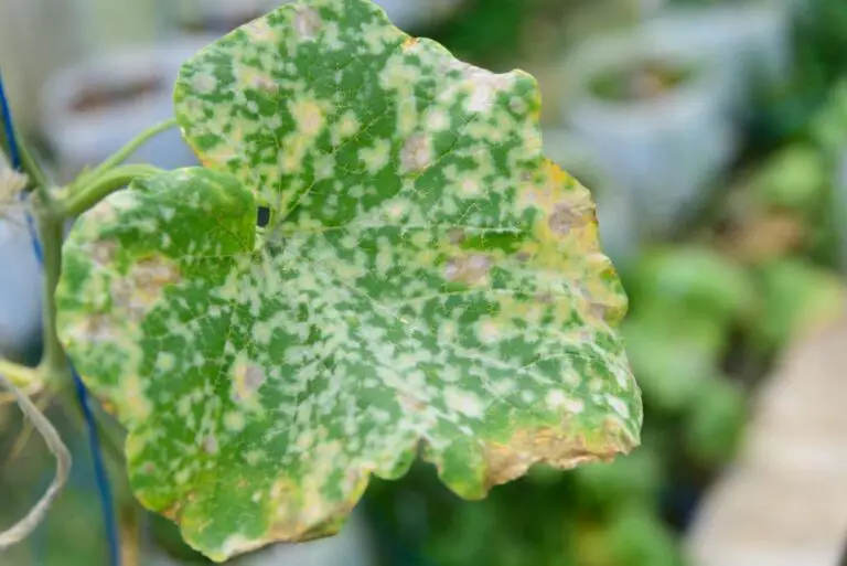 Cantaloupe Leaves Turning Brown or Spots Here’s Why and How to Fix