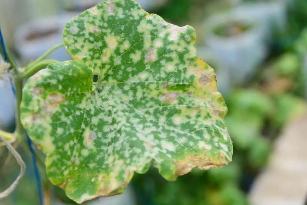 cantaloupe brown yellow spots