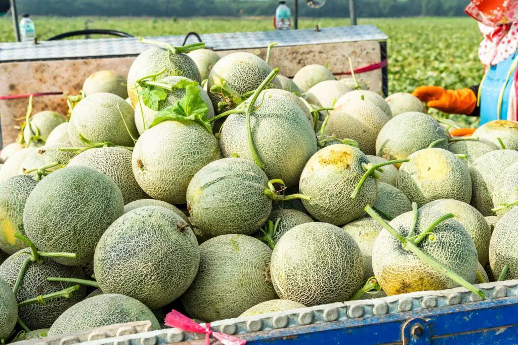 cantaloupe harvest