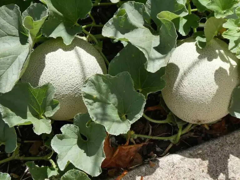 Cantaloupe Leaves Curling Up: Here’s Why and How to Fix Them